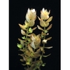 Bacopa-Amplexicaulis