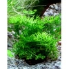 Ceratopteris Thalictroides
