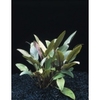 Cryptocoryne becketii