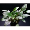 Cryptocoryne_walkeri_l