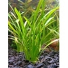 Echinodorus-Tenellus