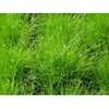 eleocharis-vivipara