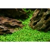 Glossostigma elatinoides