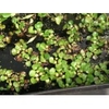 p-16e%20Water%20hyacinth%20Eichornia%20crassipes