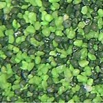 GENESIS - AquaSable Duo Vert sable pour aquarium