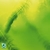 algopond_forte2