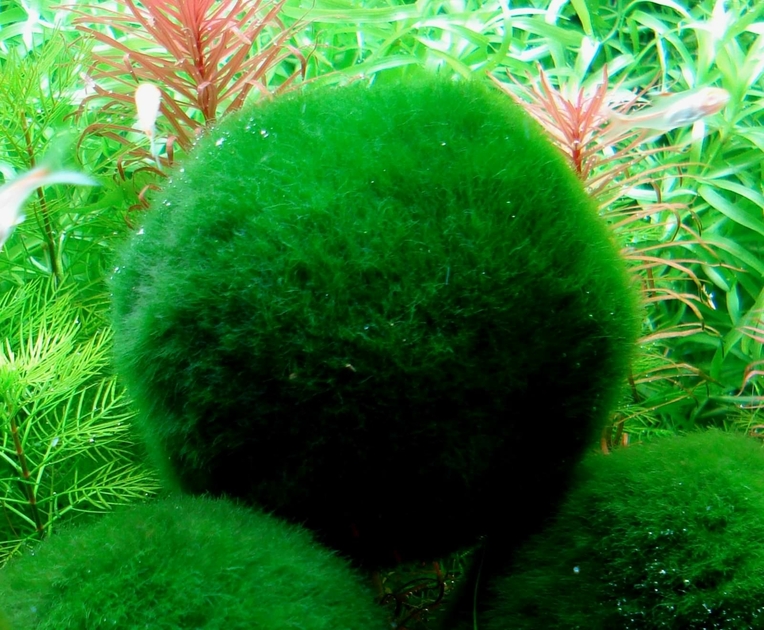 Cladophora Aegagropila ou Boule antinitrates. Aide à la réduction des algues en aquarium. Très