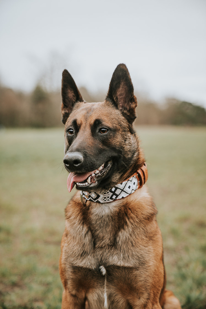 Ensemble collier et laisse tressés pour chien ZACATECAS porte clé offert