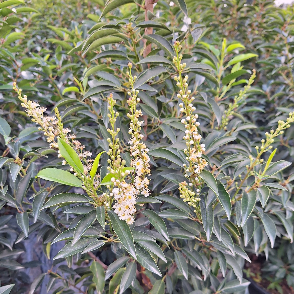 Prunus Lusitanica Laurier Du Portugal Arbres Et Arbustes Arbustes