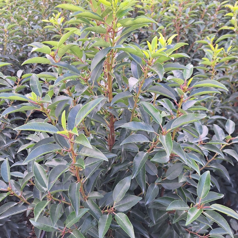 Prunus Lusitanica Laurier Du Portugal Arbres Et Arbustes Arbustes