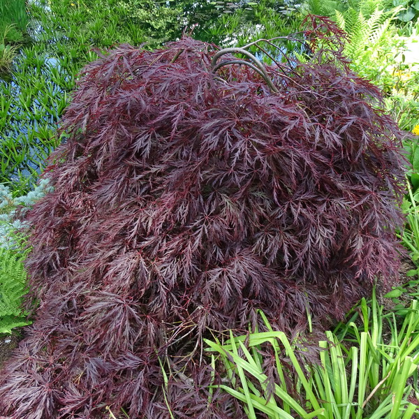 Acer Palmatum Dissectum Inaba Shidare C10L 60 80 Tous Les Arbres