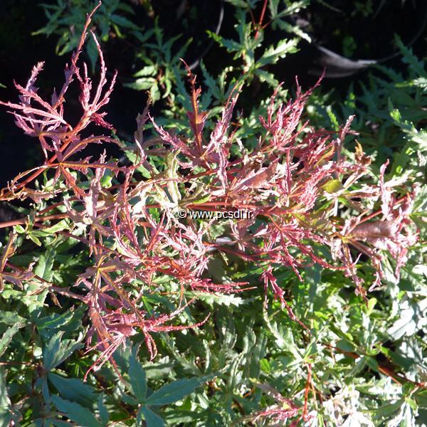 Acer palmatum 'Beni Komachi' 50/60 C7L - Tous les arbres - Pépinières