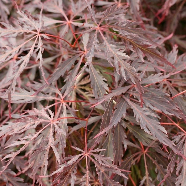 Erable Du Japon Inaba Shidare Acer Palmatum Tous Les Erables Du