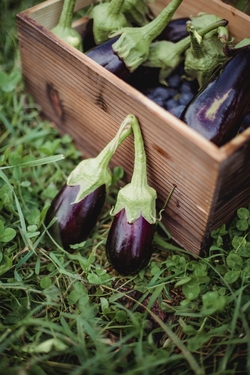 Quel Engrais Naturel Utiliser Pour Faire Pousser Les Aubergines