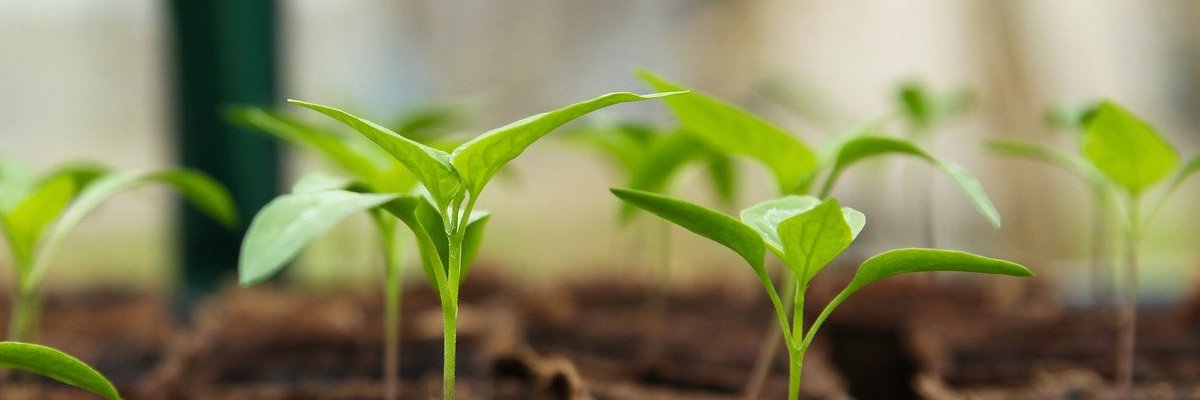 La Box à Planter - La Box du mois : Avis et tests de Box mensuelles