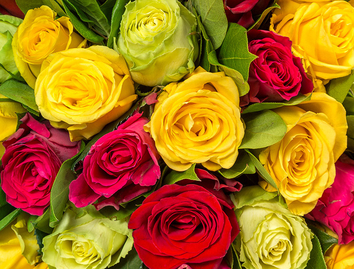 Signification de chaque couleur de Rose - Actualités - Rose Dorée