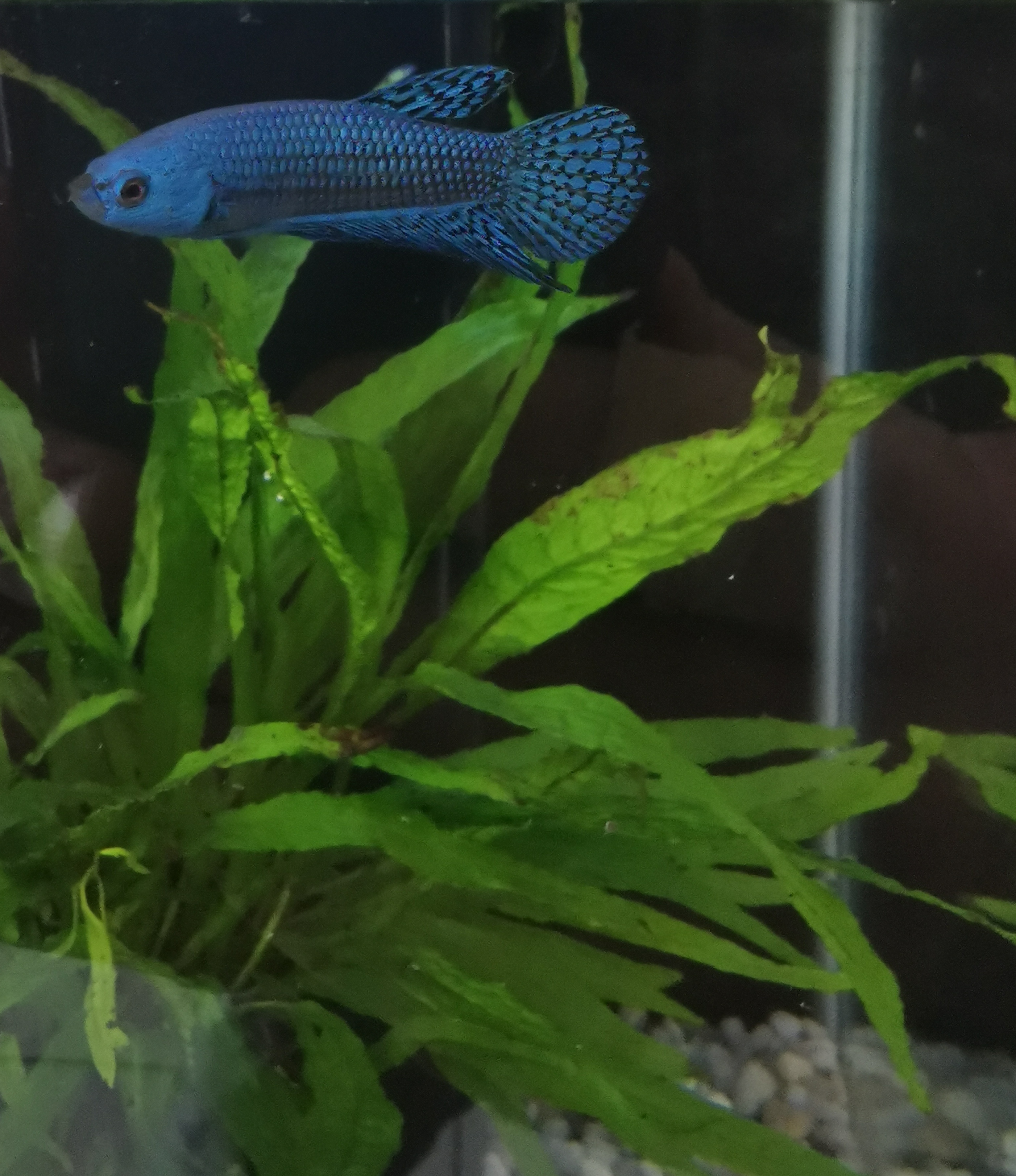 67e5d4c4dd18b IMG 20250327 233446