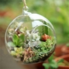 Terrarium-boule-Globe-forme-clair-verre-suspendu-Vase-fleurs-plantes-conteneur-ornement-micro-paysage-bricolage-d