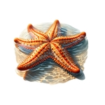étoile mer eau transfert thermocollant impression dtf flex textile