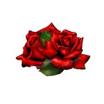 deux roses transfert thermocollant impression dtf flex textile