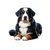 chien bouvier bernois transfert thermocollant impression dtf flex textile