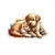 chien chat oiseau transfert thermocollant impression dtf flex textile
