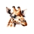 tête girafe transfert thermocollant impression dtf flex textile