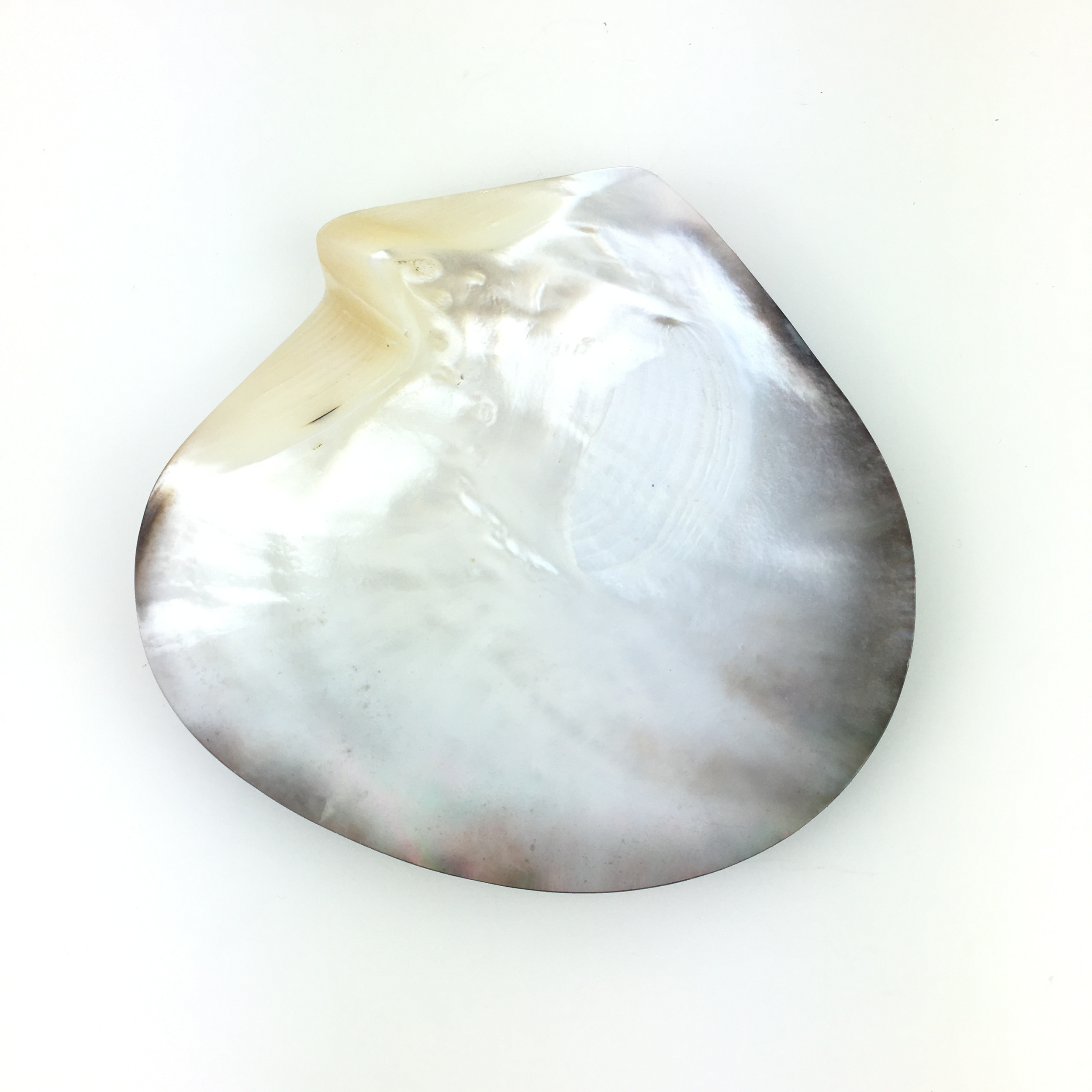 Coquillage huître perlière nacre