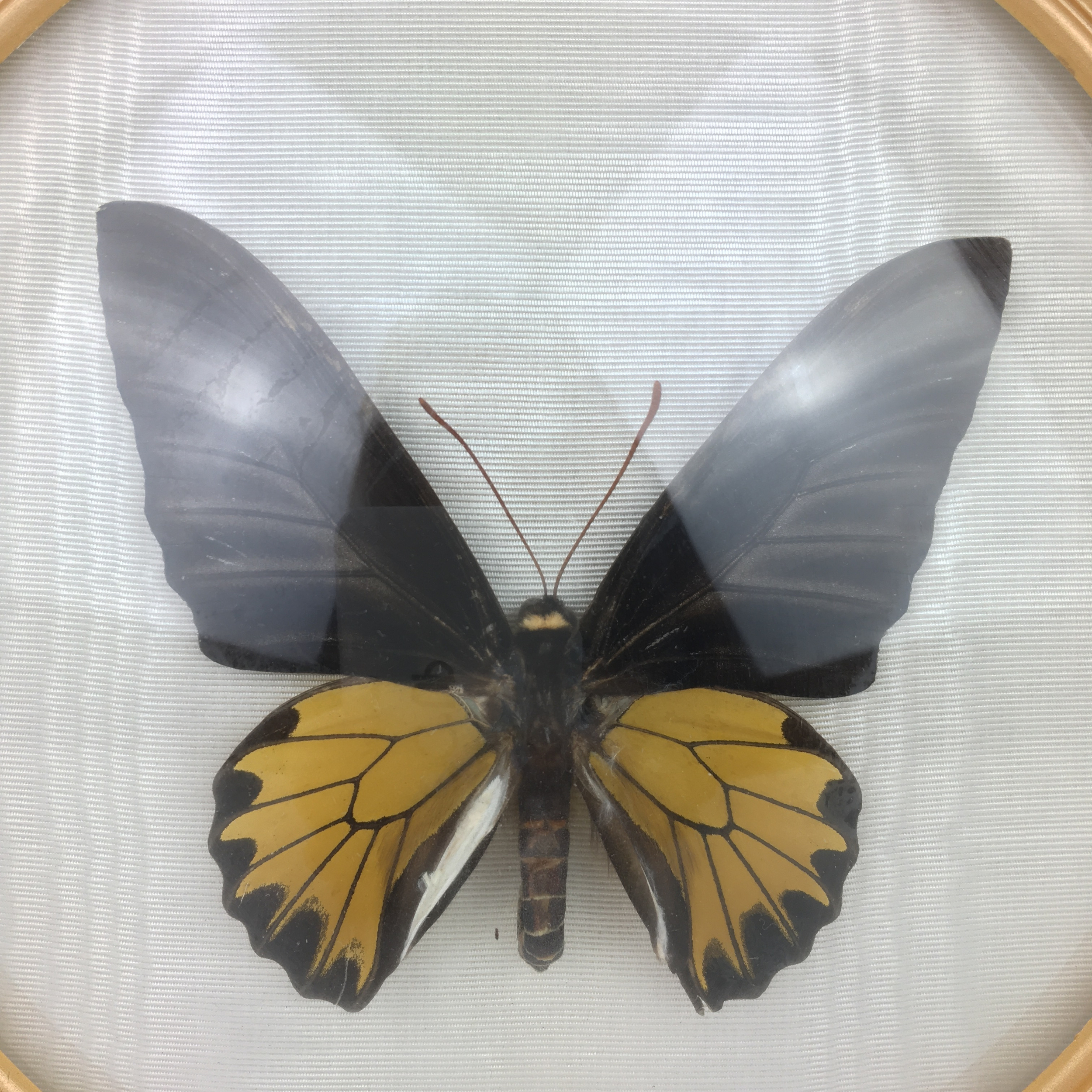 Cadre rond papillon vintage et durable brocup