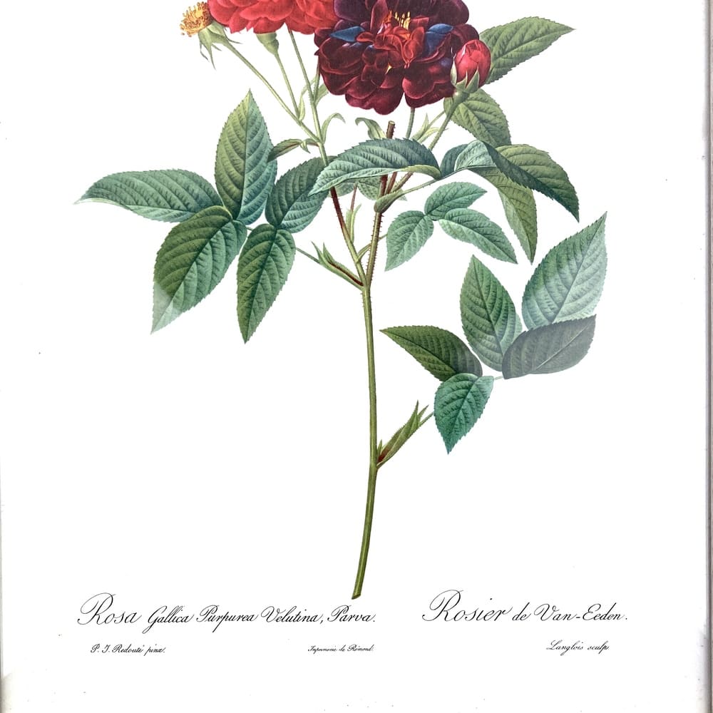 Cadre lithographie rosier P.J. Redouté vintage et durable | Boutique BrocUp