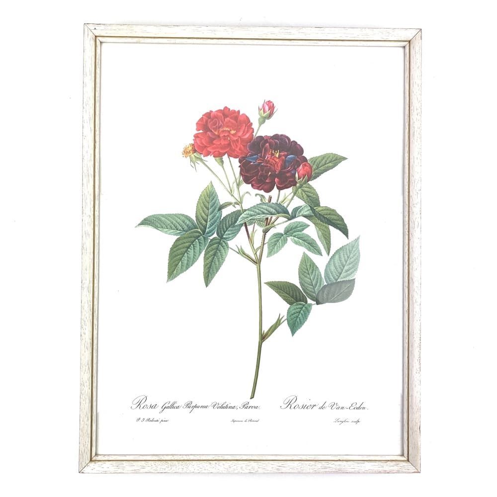 Cadre lithographie rosier P.J. Redouté