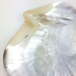 Coquillage huître perlière nacre vintage et durable brocup