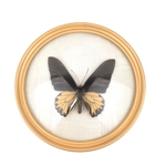 Cadre rond papillon vintage et durable broc'up