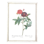 Cadre lithographie rosier P.J. Redouté vintage et durable | Boutique Broc'Up