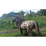 LION 5