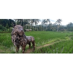 LION 6