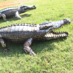 croco ok
