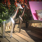 girafes
