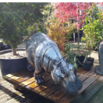 HIPPOPOTAME