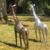 PETITES GIRAFES
