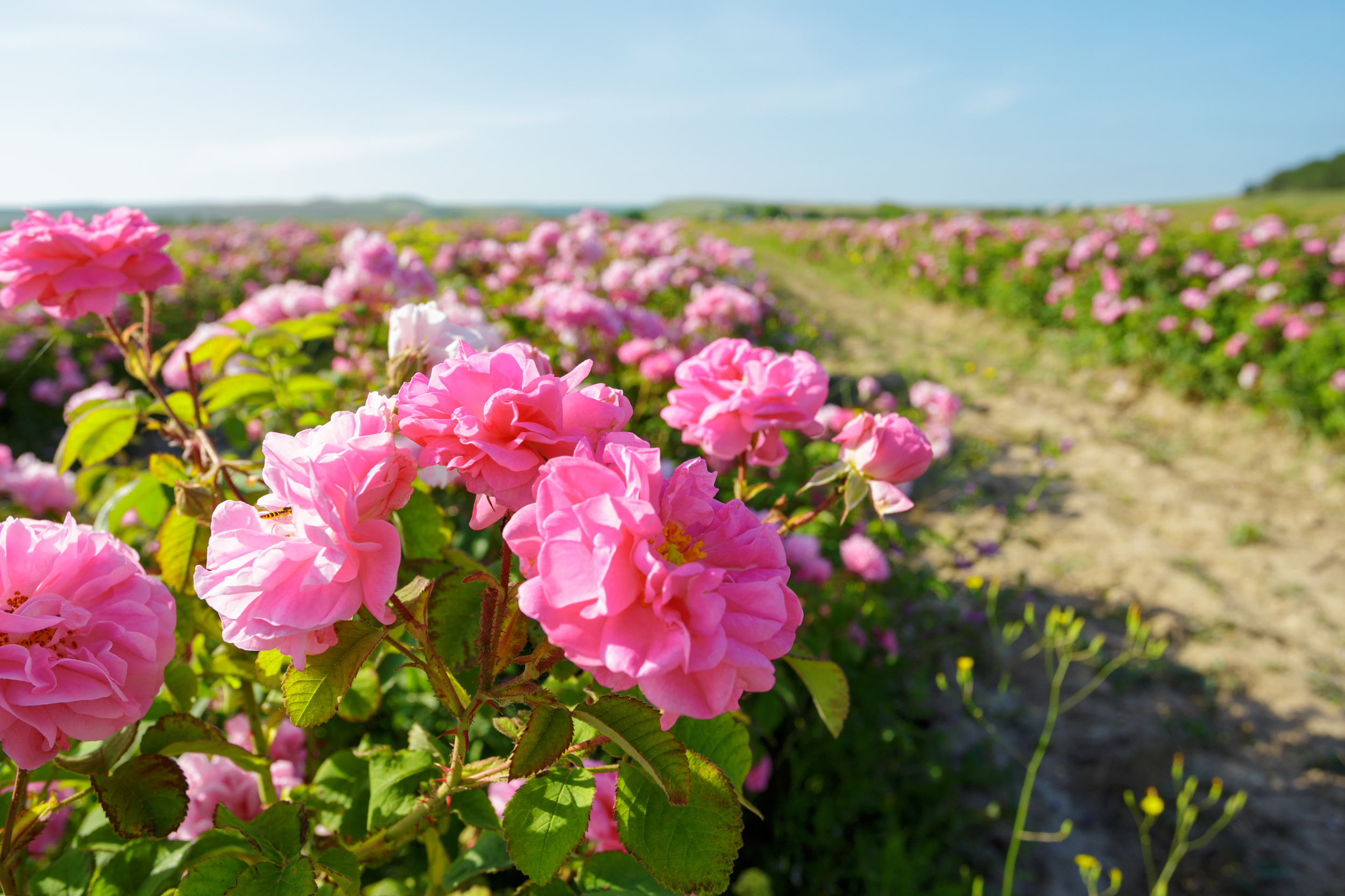 notre savoir faire champ rose