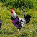 Gilet-la-mode-pour-poulet-et-canard-ceinture-pour-poule-harnais-pour-animaux-de-compagnie-colliers