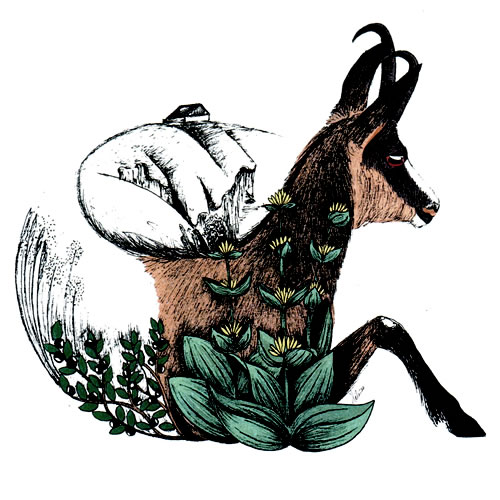 Chamois du hohneck web