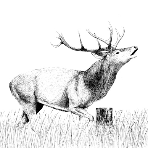 Cerf qui brame web