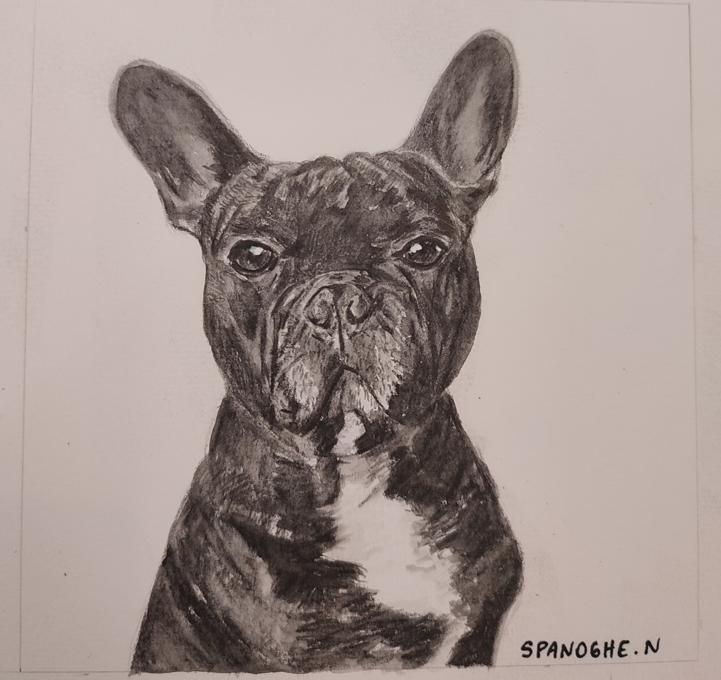 Portrait de chien en noir et blanc, sur mesure bouledogue français