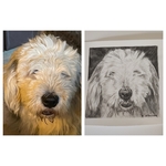 Peinture portrait de chien (bobtail) sur mesure