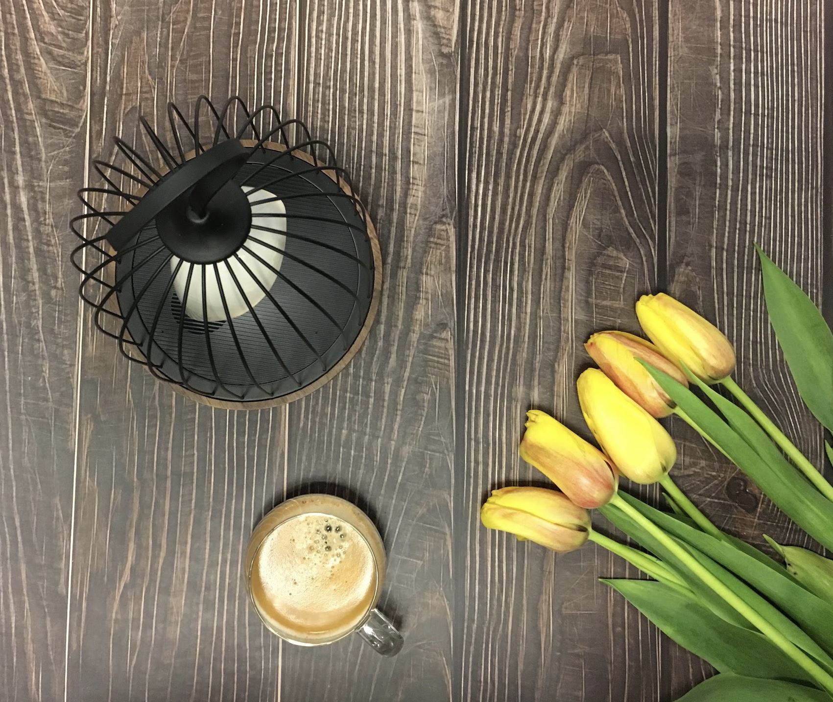 tulipa