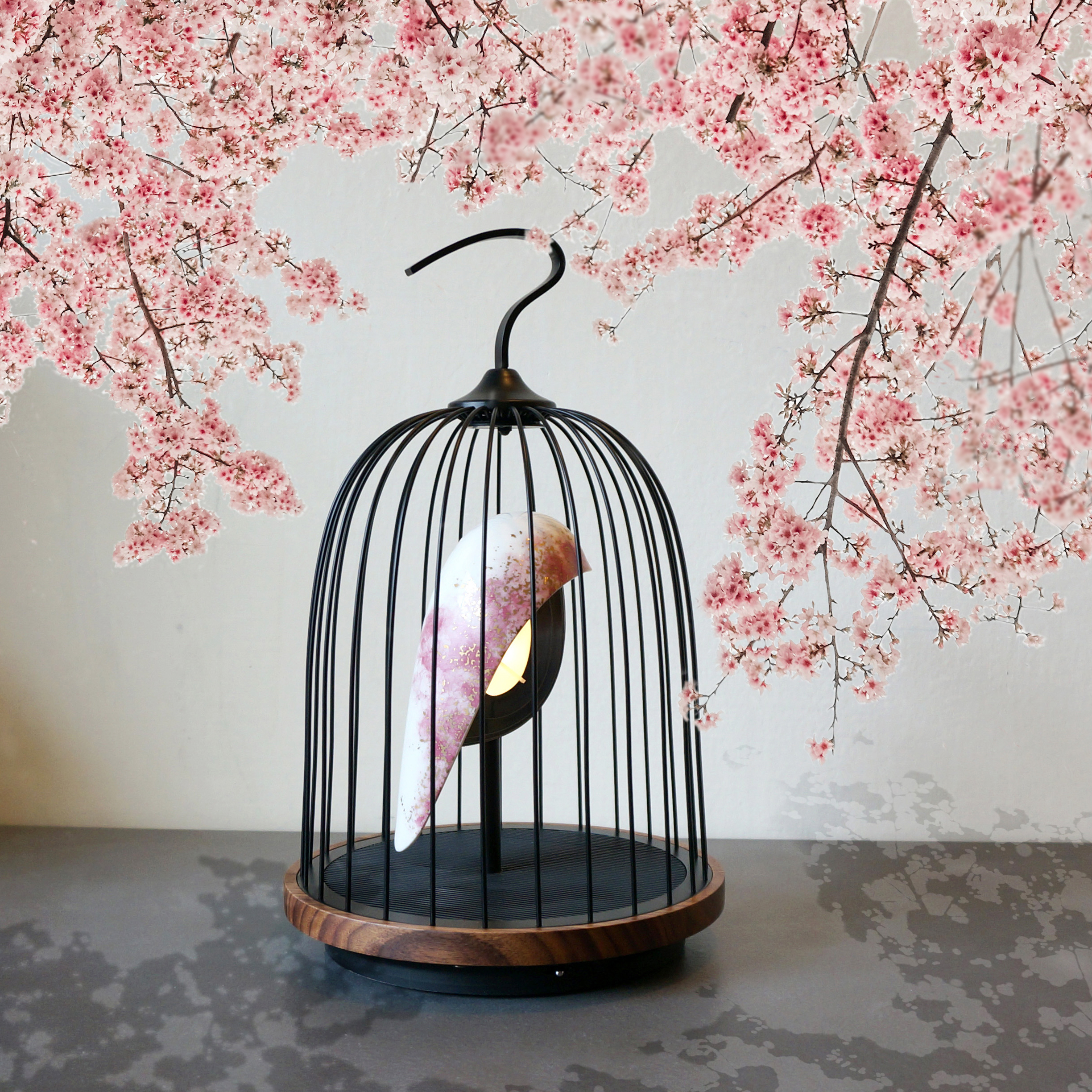 cherry blossom blooming