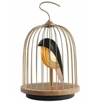 Jingoo Gold Black