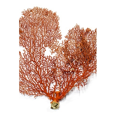 Image du Corail
